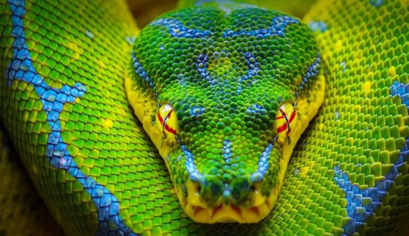 Situation Update – 13 Irrefutable Facts About Venom, Big Pharma and Biological Weapons