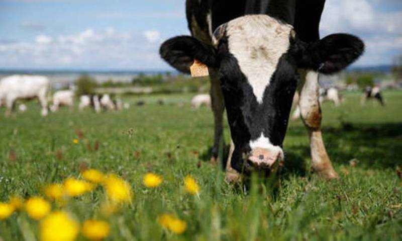 Bill Gates Wants ‘Rich Nations’ To Switch to 100% Synthetic Beef To Save the Planet