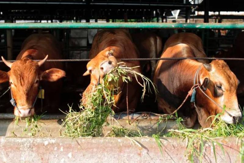 The Detection of Even a Single Case of Live Foot-And-Mouth Virus in Australia Would Trigger a c0vid-Like Official Response, Including Contact Tracing, Lockdowns and Interstate Border Closures for Livestock and Potentially Even People