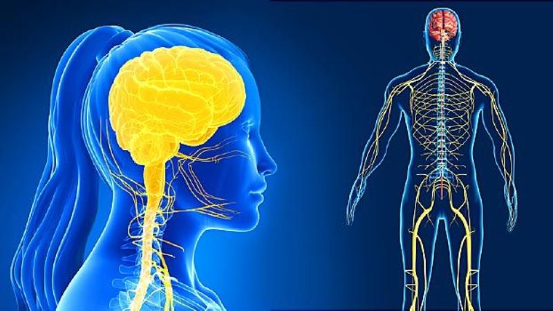 From the Numbers, It Is Clear To Me That This Vaxx Is Attacking the Brain and Nervous System, the Cardiac System, Metabolic System, and the Female Reproductive Systems