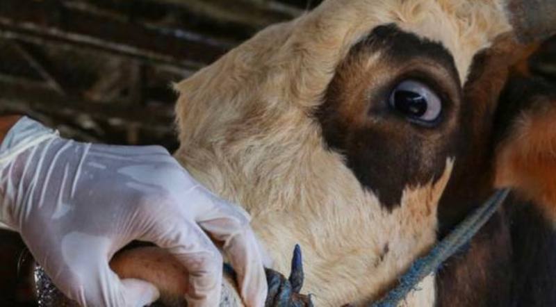 ANR Founder Says “This Is Just Another Overhyped Scare Campaign, To Justify Slaughtering Thousands of Animals To Mess With The Food Supply In Indonesia, And The Globalists Will Try And Enforce Widespread Killing of Farmers Herds Across Australia Over Yet Another Falsified Pandemic