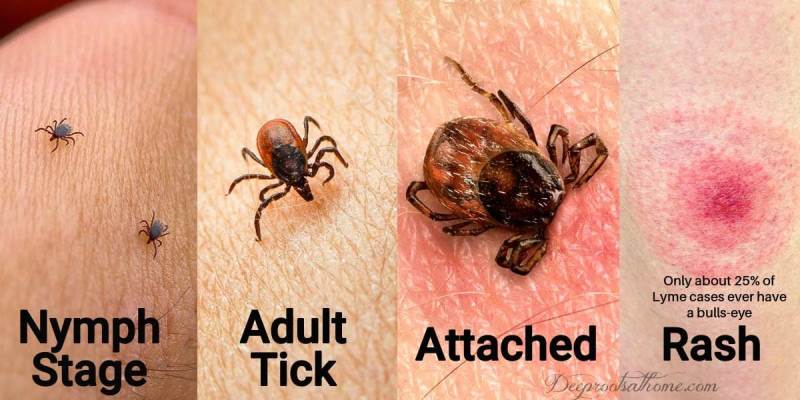 Surviving Bill Gates Mosquitoes