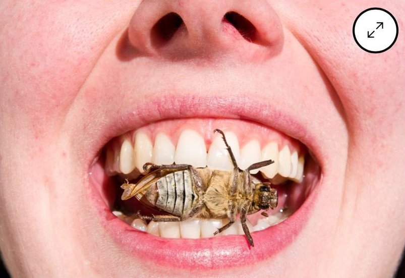 You Will Eat Bugs and Like It’ — Bloomberg