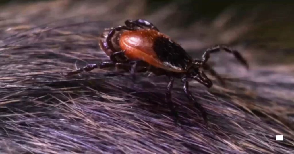 Tucker Carlson Claims that Lyme Disease, Spread by Ticks, was Created in Biological Laboratories in the USA