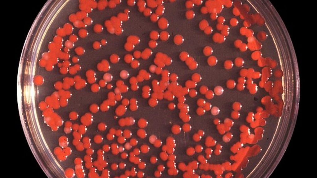 Mysterious Fog Sweeping US Sparks Bioweapon Fears Amid Alarming Echoes of Secret 1950 Military Program