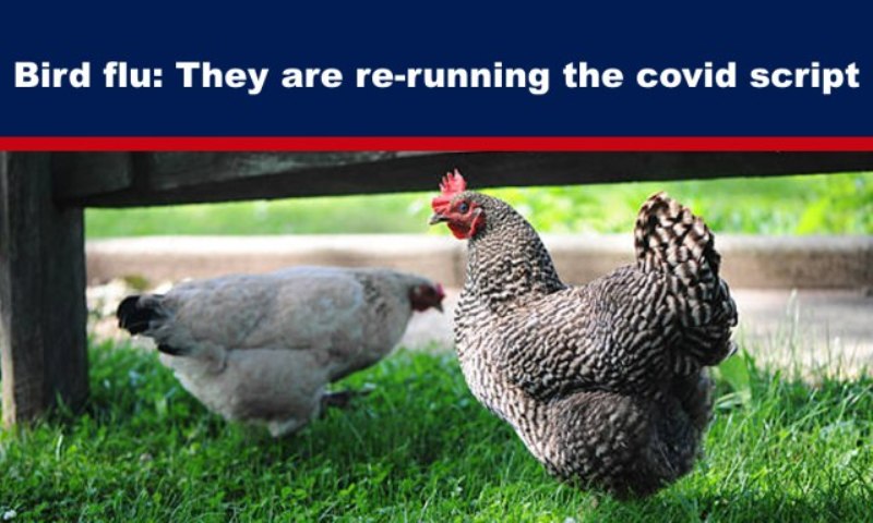 Bird Flu: They are Re-running the Covid Script
