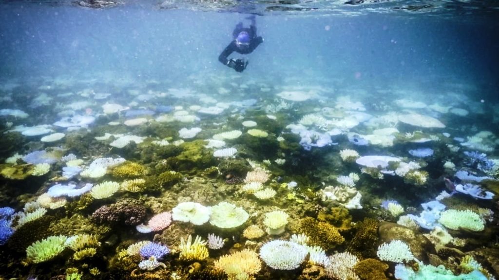 The Media’s Great Barrier Reef Hoax is Bigger Than the Reef