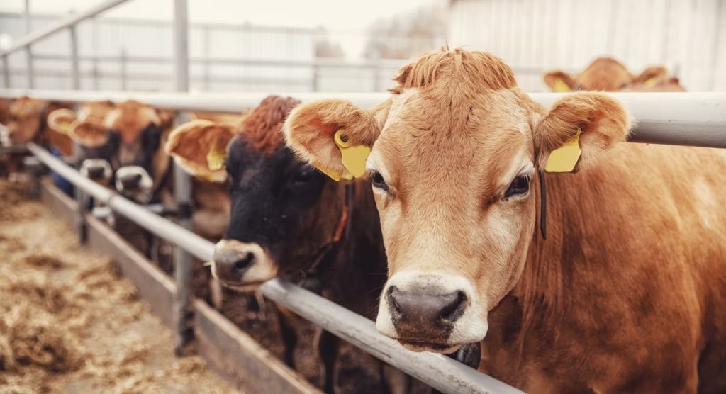 Breaking: Cancer-Causing Cattle Drug Expansion Ignites Outrage! — Cattle Feed Additive Safety Concerns, Cancer Risks in Livestock Farming, FDA Regulations on Animal Drugs