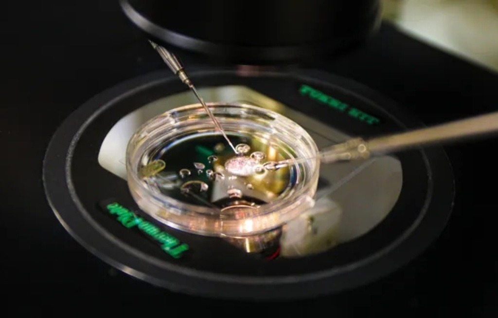 Scientists Make Embryos from Human Skin DNA for First Time