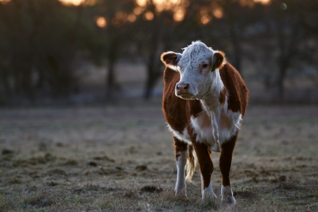 Cows SUDDENLY COLLAPSING after Bovaer