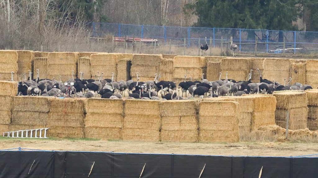 Outrage as 300 ‘Healthy’ Ostriches are Executed by Firing Squad after Infectious Disease Claims