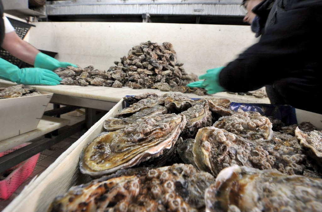 Oysters are Dying off in Huge Numbers in Japan. Nobody Knows Why