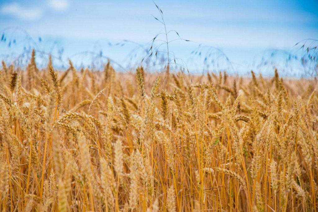 A Food Price Shock is Already in Motion